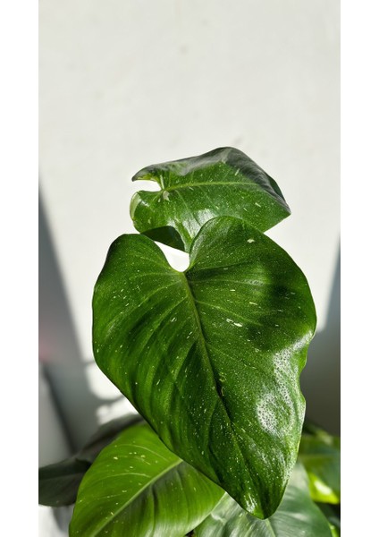 Philodendron White Princess- Albino Özel Tür- Ofis Salon Bitkisi indirimleri