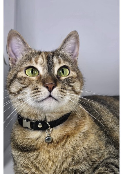 Ayarlanabilir - Sesli Zilli- Kedi Tasması (12 Farklı Renk Seçeneği) Kedi Boyun Tasması