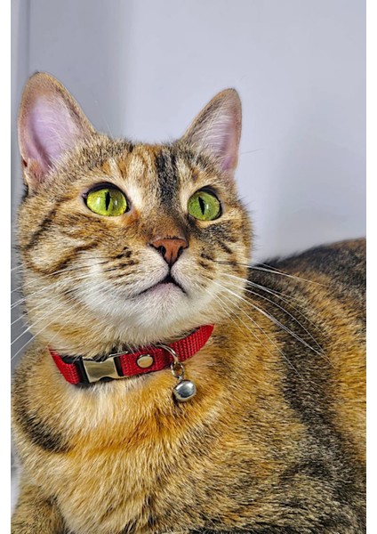 Ayarlanabilir - Sesli Zilli- Kedi Tasması (12 Farklı Renk Seçeneği) Kedi Boyun Tasması
