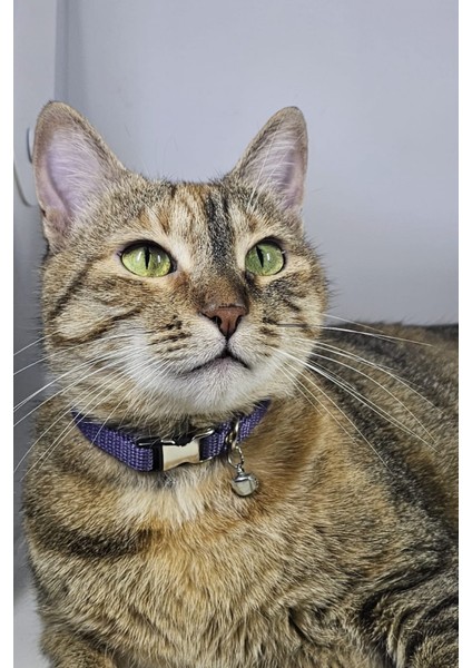 Ayarlanabilir - Sesli Zilli- Kedi Tasması (12 Farklı Renk Seçeneği) Kedi Boyun Tasması