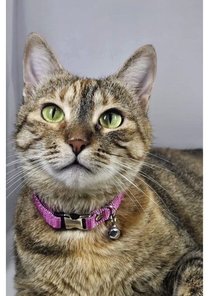 Ayarlanabilir - Sesli Zilli- Kedi Tasması (12 Farklı Renk Seçeneği) Kedi Boyun Tasması