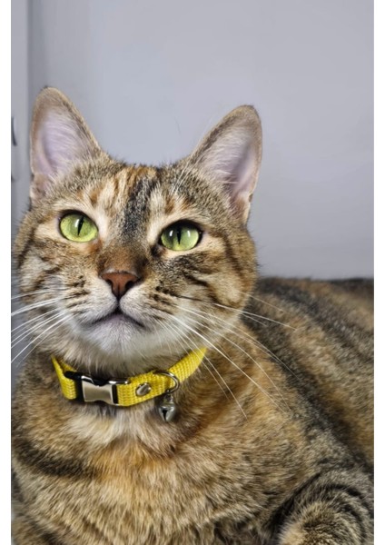 Ayarlanabilir - Sesli Zilli- Kedi Tasması (12 Farklı Renk Seçeneği) Kedi Boyun Tasması