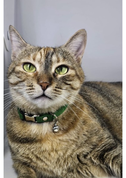 Ayarlanabilir - Sesli Zilli- Kedi Tasması (12 Farklı Renk Seçeneği) Kedi Boyun Tasması