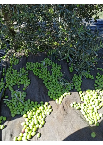Taş Kırma Yeşil Zeytin 800 gr