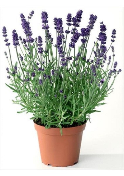Aromatik Bahar Bitkisi Balkon Bitkisi Lavanta Çiçeği Fidanı 20 cm