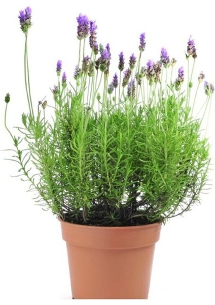 Aromatik Bahar Bitkisi Balkon Bitkisi Lavanta Çiçeği Fidanı 20 cm
