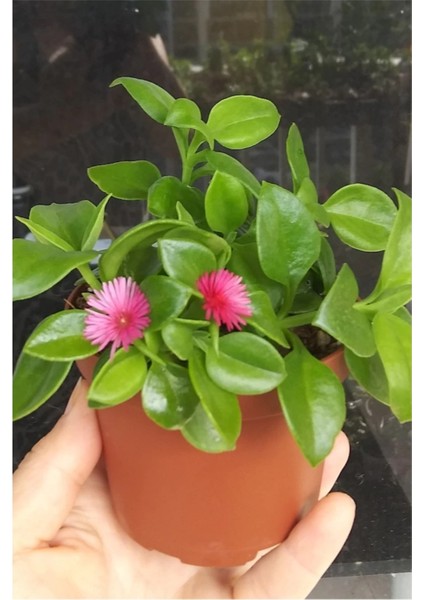 Buz Çiçeği Aptenia Cordifolia Fidesi Fidanı 3 Adet 10-20 cm