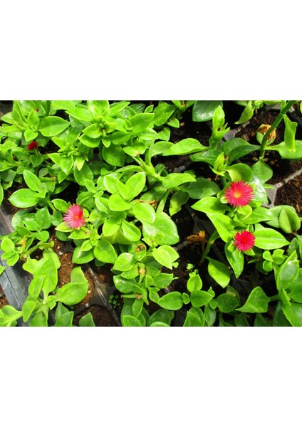 Buz Çiçeği Aptenia Cordifolia Fidesi Fidanı 3 Adet 10-20 cm