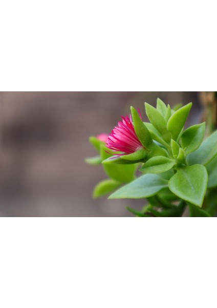 Buz Çiçeği Aptenia Cordifolia Fidesi Fidanı 3 Adet 10-20 cm