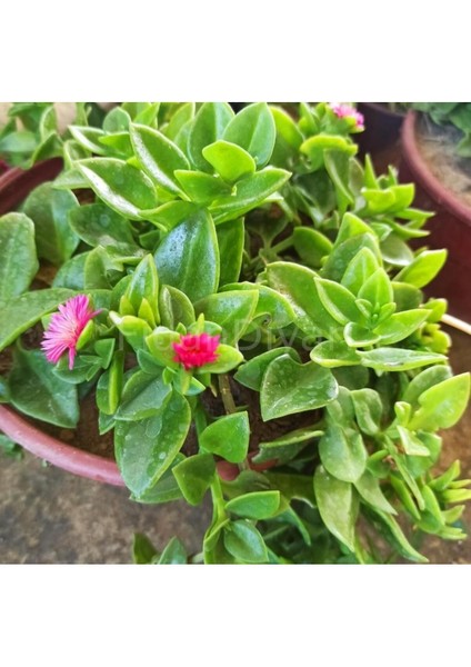 Mezarlık Çiçeği Buz Çiçeği Fidanı Aptenia Cordifolia 10-20 cm