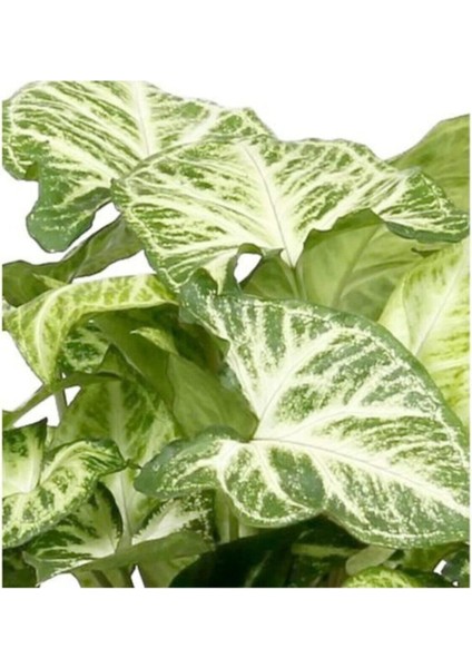 Melek Kanadı Iç Mekan Süs Bitkisi Syngonium Podophyllum 10-20 cm
