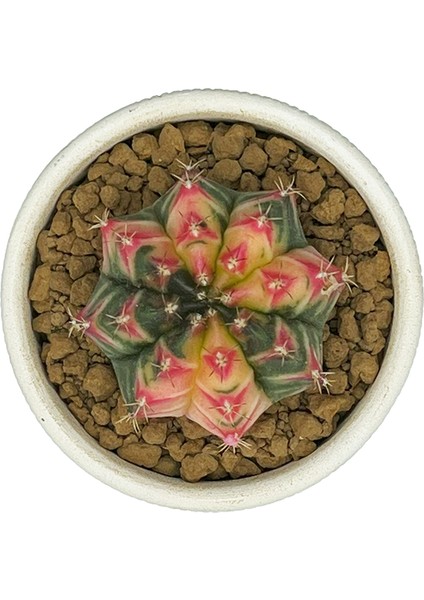Gymnocalcium Variegata / Kaktus fiyatları