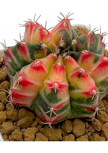 Gymnocalcium Variegata / Kaktus modelleri
