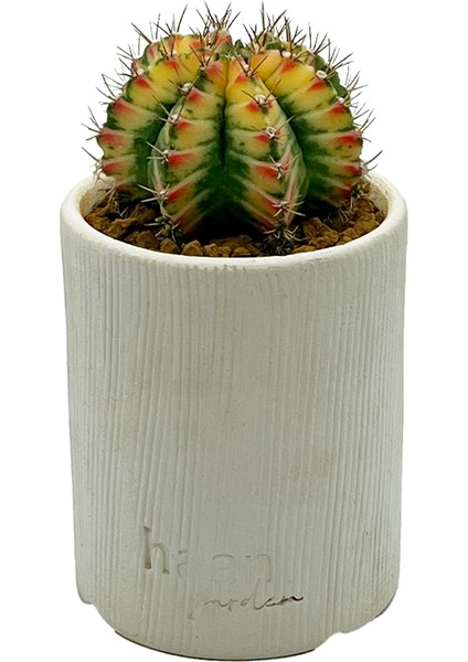 Gymnocalcium Variegata / Kaktus