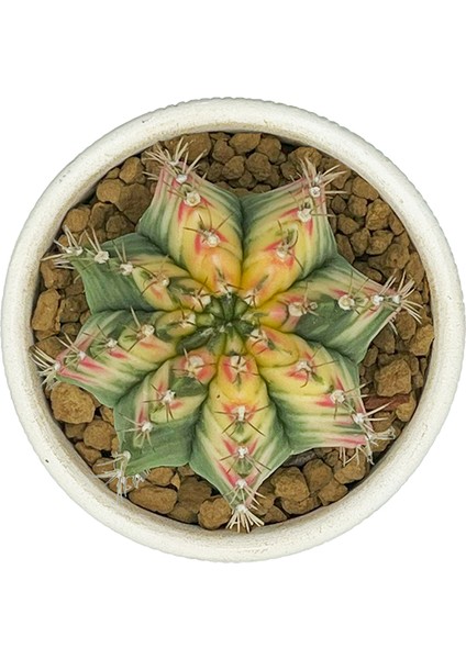 Gymnocalcium Variegata / Kaktus