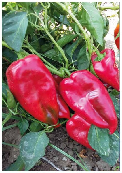 Kapya Biber Tohumu 500 gr fırsatları