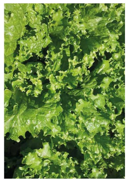 Marul Tohumu 25 gr fırsatları