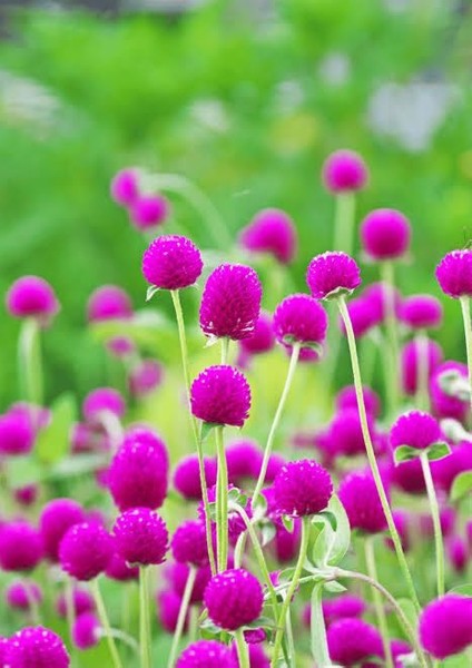 Mor Medine Çiçeği Hanım Düğmesi Tohumu 20ADET