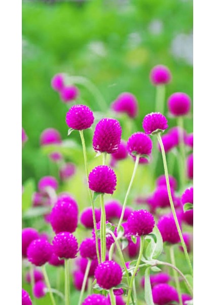 Mor Medine Çiçeği Hanım Düğmesi Tohumu 20ADET fiyatları