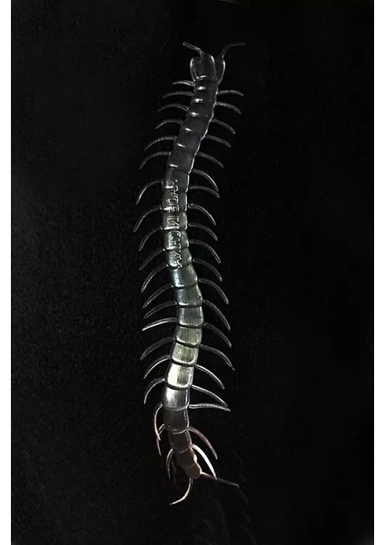 Şeffaf Renk Karanlıkta Parlayan Fosforlu Kırkayak 13 cm 1 Adet fiyatları