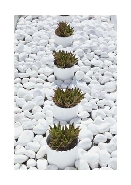 Taş Tamburlanmış 2-4cm. Dolomit Dekoratif Taş Beyaz Park, Bahçe Peyzaj ve Saksı Diplerine Akvaryumda
