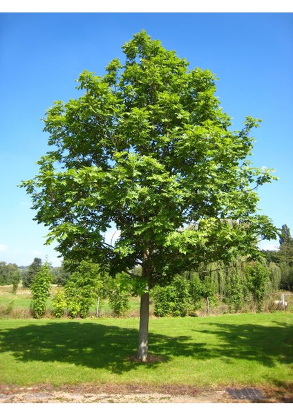 Dişbudak Ağacı Fidanı 50-100 cm