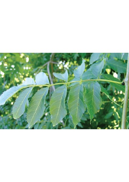Dişbudak Ağacı Fidanı 50-100 cm