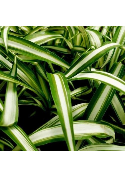 Kurdele Çiçeği / 20-40 cm / Chlorophytum (Comosum) / Popüler Bitki / Dolgun Formda