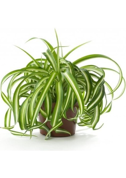 Kurdele Çiçeği / 20-40 cm / Chlorophytum (Comosum) / Popüler Bitki / Dolgun Formda