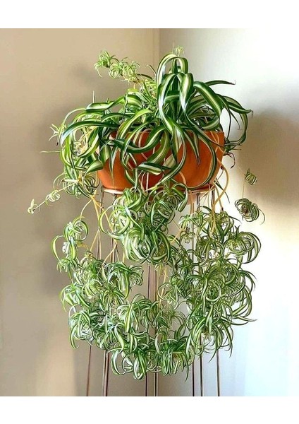 Kurdele Çiçeği / 20-40 cm / Chlorophytum (Comosum) / Popüler Bitki / Dolgun Formda
