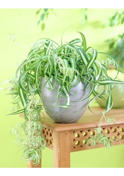 Kurdele Çiçeği / 20-40 cm / Chlorophytum (Comosum) / Popüler Bitki / Dolgun Formda