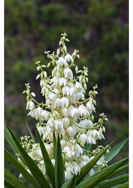 Yuka Avize Çiçeği / Yucca Massengena / 2 Kollu / 100-120 cm / Popüler Bitki