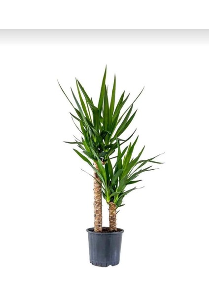Yuka Avize Çiçeği / Yucca Massengena / 2 Kollu / 100-120 cm / Popüler Bitki