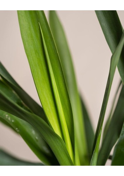 Yuka Avize Çiçeği / Yucca Massengena / 2 Kollu / 100-120 cm / Popüler Bitki