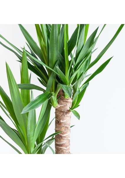 Yuka Avize Çiçeği / Yucca Massengena / 2 Kollu / 100-120 cm / Popüler Bitki