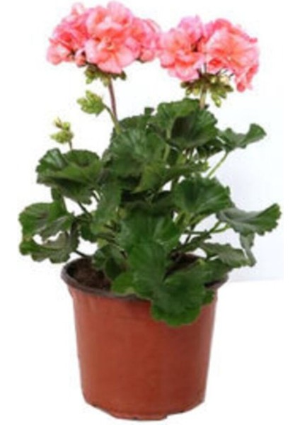 Beyaz Kırmızı Sarı Pembe Sardunya Çiçeği Fidanı 1 Adet 10-20 cm