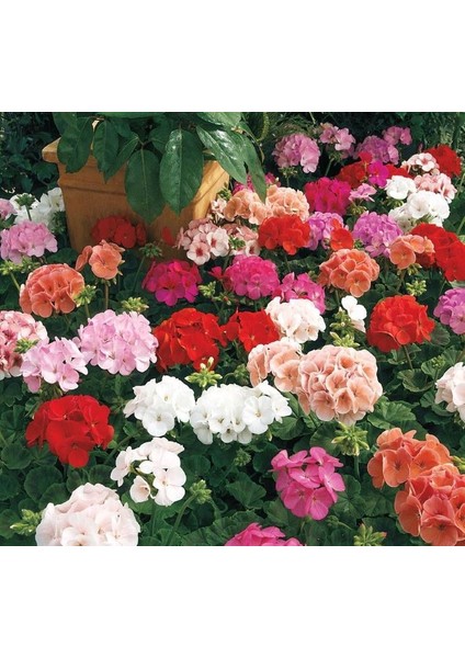 Beyaz Kırmızı Sarı Pembe Sardunya Çiçeği Fidanı 1 Adet 10-20 cm