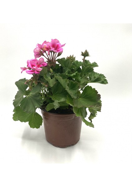 Beyaz Kırmızı Sarı Pembe Sardunya Çiçeği Fidanı 1 Adet 10-20 cm