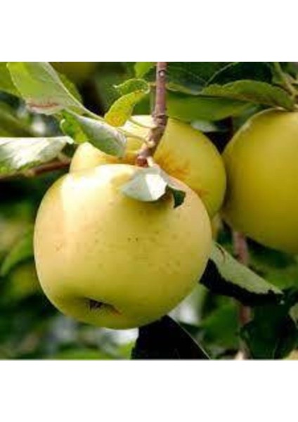 Golden Elma Fidanı Açık Kök 40-80 cm