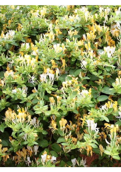 Kokulu Hanımeli Fidanı Lonicera Japonica Halliana 20 40 cm Saksıda