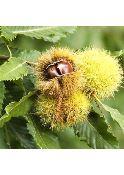 Tüplü Iri Meyveli Italyan Maravol Kestanesi Fidanı fırsatları