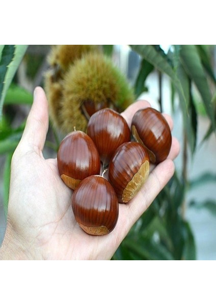 Tüplü Iri Meyveli Italyan Maravol Kestanesi Fidanı indirimleri