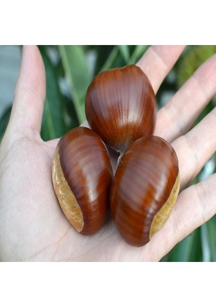 Tüplü Çok Iri Meyveli Fransız Bouche De Betizac Kestane Fidanı