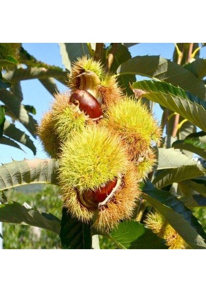 Tüplü Çok Iri Meyveli Fransız Bouche De Betizac Kestane Fidanı modelleri
