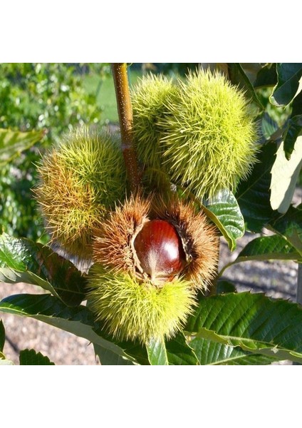 Tüplü Çok Iri Meyveli Fransız Bouche De Betizac Kestane Fidanı fırsatları