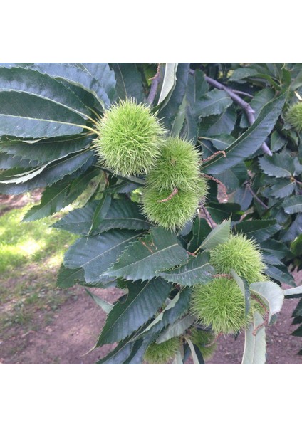 Tüplü Soğuklara Dayanıklı Hacı Ömer Aşılı Kestane Fidanı fiyatları