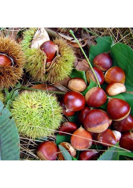 Tüplü Yüksek Aromalı Aşılı Sarı Aşılama Kestane Fidanı