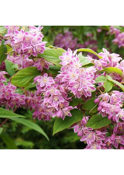 Nadir Bitki Tüplü Ebruli Deutzia Tourbillon Rouge Havlu Püskülü Fidanı