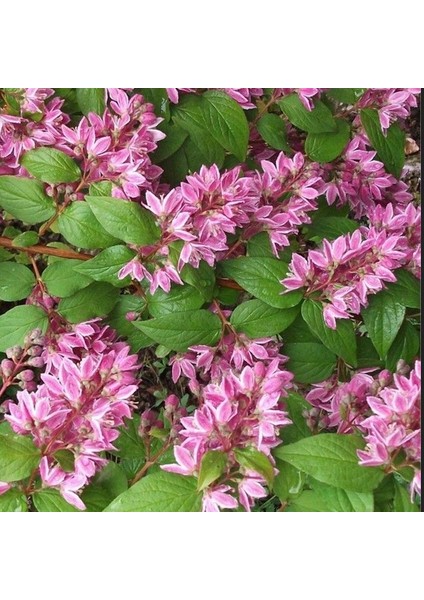 Nadir Bitki Tüplü Ebruli Deutzia Tourbillon Rouge Havlu Püskülü Fidanı