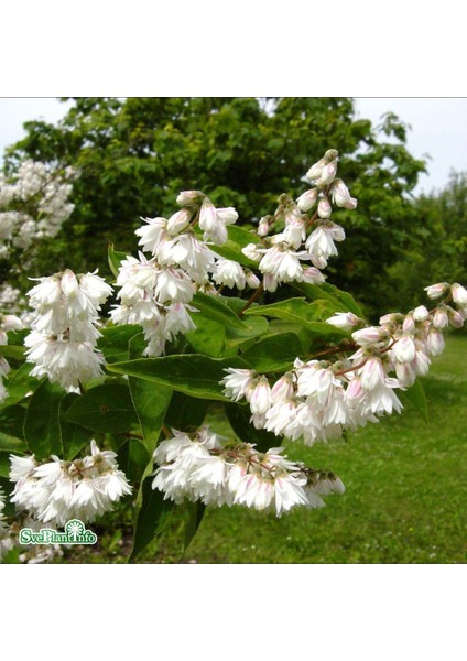 Nadir Bitki Tüplü Beyaz Çiçekli Katmerli Deutzia Scabra Havlu Püskülü Fidanı